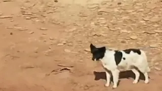 Hombre rescata a perro con ayuda de dron
