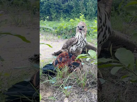 Eagle hunting a big roaster 🦅#shortsfeed #birdsong #subscribe #youtuber #hunting #shortvideo