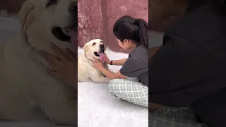 Fun Activity With Dog
