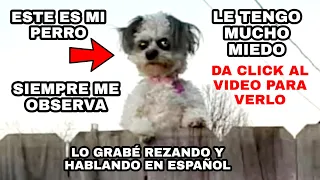 Grabé a mi Perro rezando en español con AuronPlay, MrBeast, Spreen y El mariana