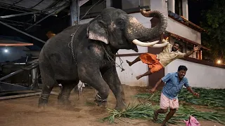 🚨ആനയുടെ കൊമ്പിൽ പിടിക്കാൻ വന്നവൻ്റെ ജീവൻ രക്ഷപ്പെട്ടത് തലനാരിഴയ്ക്ക്! പാപ്പാന്റെ ഇടപെടൽ കണ്ടോ?! 😱