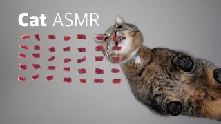 Cat ASMR | raw beef
