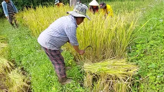 mu hlai nplej