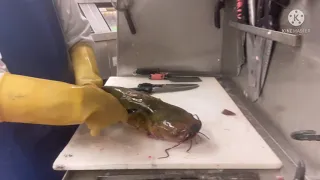 Cómo sacarle la piel a un pescado Gato