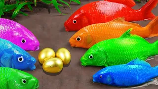 The Great Battle Between Koi Fish Hunting and Crocodile | Stop Motion Fish ASMR