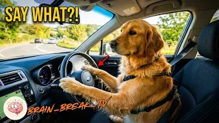 This Dog Is Actually Driving a Car 🚗🐶 | 30 Min of Funniest Animal Moments #5