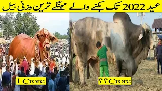 پاکستانی تاریخ کے ریکارڈ توڑ قربانی کے بیل  Biggest & Most Expensive Pakistani Bulls Till Eid 2022
