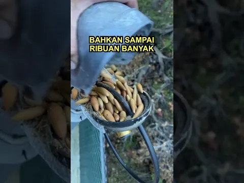 Pria Ini Menemukan Harta Terpendam 😳