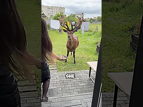 This dear deer friend came to meet her friend everyday ❤️