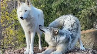 Gray Wolf Pup Annoys Older Brother with Constant Affection