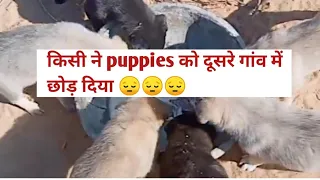 किसी ने puppies को दुसरे गांव में छोड़ दिया 😔🐕। Village pet's vlog