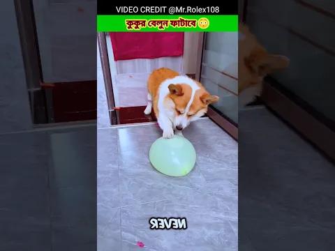 The dog will pop the balloon 😳