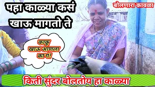 काळ्या बघा सर्वांकडे खाऊ मागतो | बोलणारा कावळा | bolnara kavala #talkingcrow#gargoan#kavala #palghar