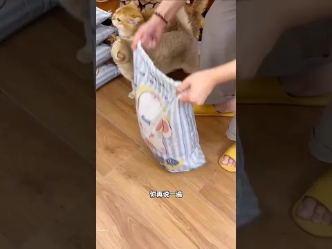 Best Sand For Cats! #shortvideo
