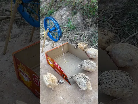 New DIY Unique Quick Quail Trap #shorts