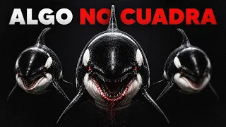 ¿Por qué el Mayor Depredador del Océano Se Niega a Matarnos?