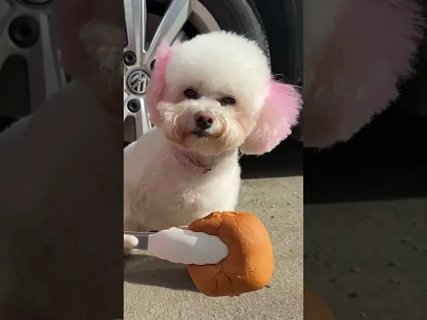 Bella’s Plan to Eradicate Hunger #bellamaltipushka #smart #funny #dog #cute