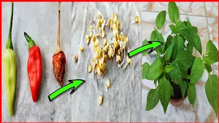 টবে লঙ্কা / মরিচের বীজ থেকে চারা তৈরির সহজ পদ্ধতি ।। Chilli Seed germination process at home ।।