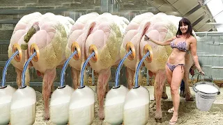 Farm #WithMe Cow Farming Milk Feeding Pretty Girl Modern Tractor Combine Cowshed Cleaning​ DIY 2021