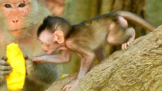A gorgeous baby and really adorable baby monkeys