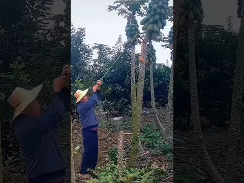 Cultivation of papaya in china 😱🤔💯#shorts #youtubeshorts #ytshorts #shortvideo