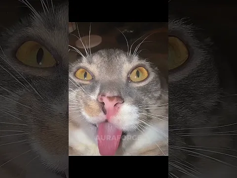 girls cats vs boy cats pt2