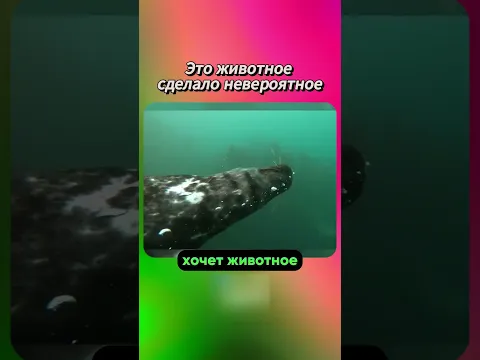 🐃 Морские котики спасали этого мужчину всей семьёй