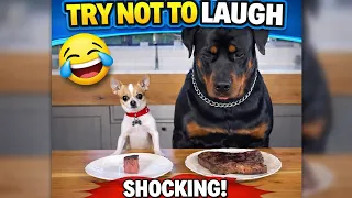 Funniest Chihuahua Vs Rottweiler Video😂🐕🍗🤣 | Funny Viral Dog Videos 