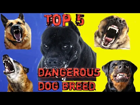 दुनिया के 5 सबसे खतरनाक कुत्तों की नस्ल | Top 5 Dangerous Dog Breeds #shorts #BrockBank