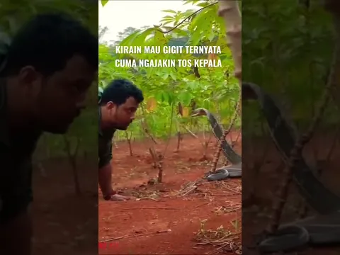 DIKIRA MAU GIGIT KING COBRA INI NGAJAK TOS KE PANJI