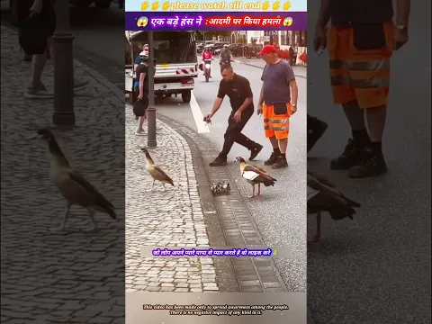 एक बड़े हंस ने आदमी पर किया हमला 😱🙏 #animal #animals #animallover #animalrescue #duck