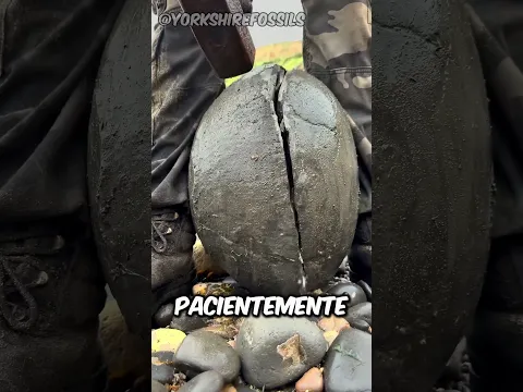 ¡Estuvo atrapado allí durante 1 millón de años!🤩 (@yorkshirefossils)