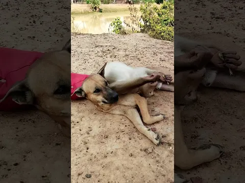 lovely Animals Are Famous, Best SokYaa Video #shorts