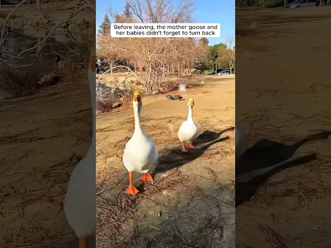 A kind-hearted woman helped a mother goose save her baby #shorts