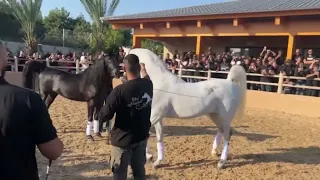 الفحل اكسالت🔥🔥🐎#animals #horse #pets 