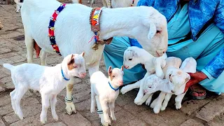 2026 ? 5 bacchon wali bakri Teddy bakriyon Ki Mandi 🔥 Sabir goat farm white Teddy gaot farm
