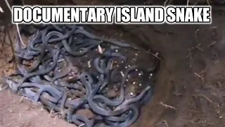 pulau ular || SNAKE ISLAND #Snakenonvenomous #snake #snakevideo #kingcobrasnake