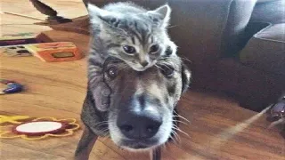 BEST Funny Animal Videos😆 Funny cat videos and Dogs - Funny Animals for October 2022