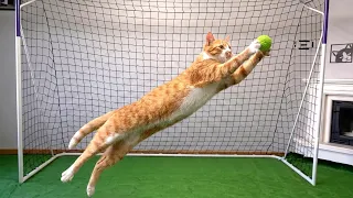Goalkeeper Cat Ready for FIFA World Cup 2026!