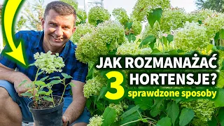 Jak rozmnażać hortensje. Jak zrobić sadzonki hortensji.