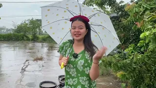 PANEN BUAH JAMBU BANYAK BANGET