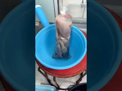 Makan siang ikan kesayangan 🥰 #trending
