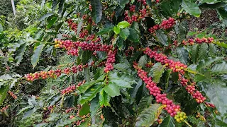 La mejor variedad de cafe que existe la tupi
