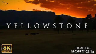 YELLOWSTONE 8K HDR — Fall Colors & Wildlife