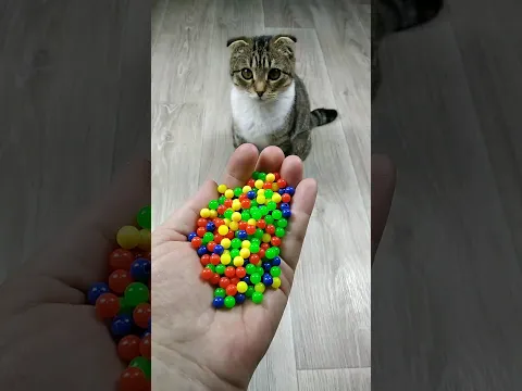 🐱 Beads 🌈 Reverse Video ASMR #reverse #asmr