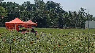 മര്യാദ എന്തെന്ന് മലയാളികൾ പഠിക്കേണ്ടിയിരിക്കുന്നു/viral sunflower field at kollam