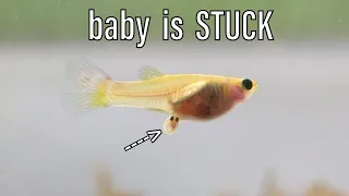 Sushi Gave Birth