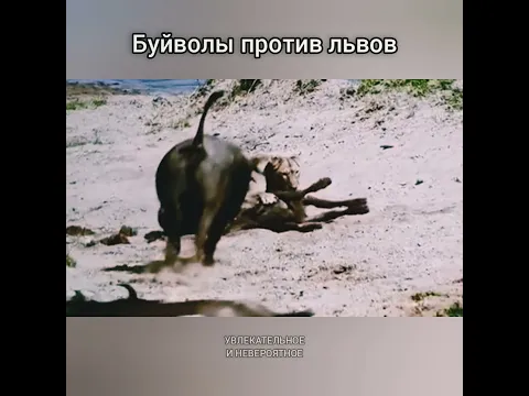 Буйволы против львов