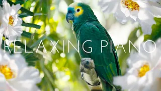 Relaxing Piano Music 🍀 Study Piano Music 🍀 Piano  For Stress Relief 🍀 Music For Studying