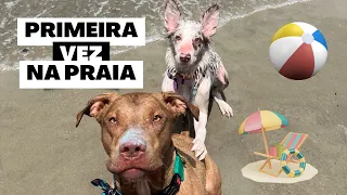 VLOG | Primeira vez da Valentina na praia |  como acostumar seu cachorro na praia + dicas